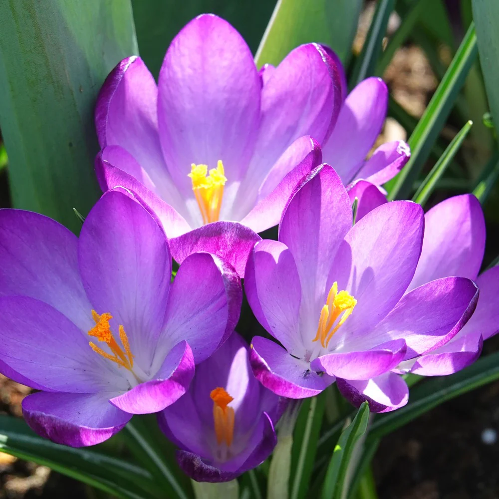 Miniature 1