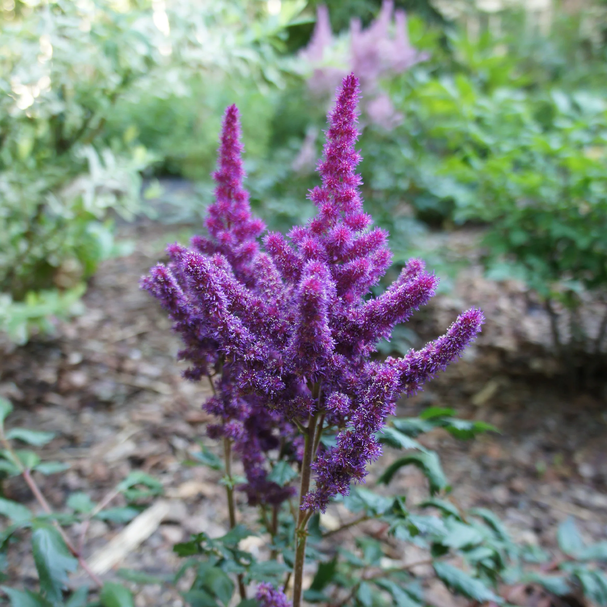Miniature 2