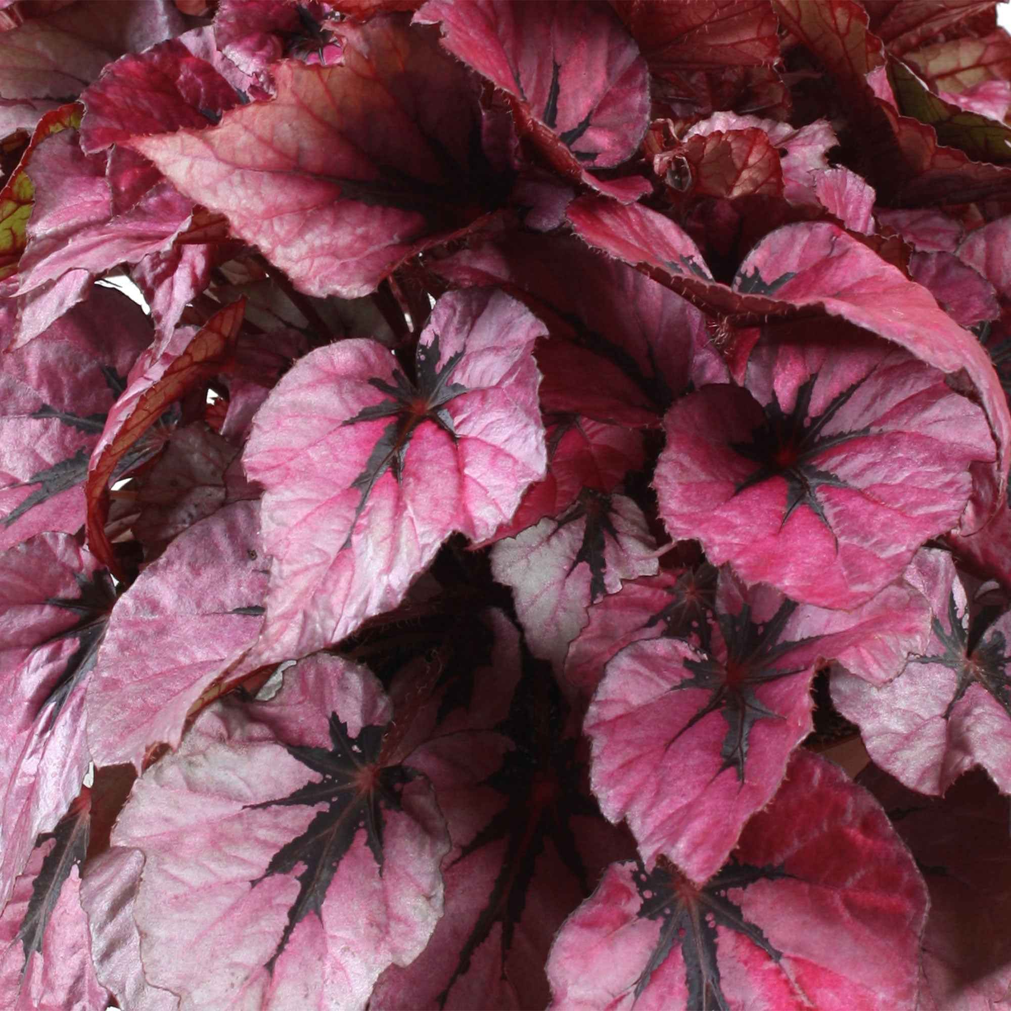Miniature 2