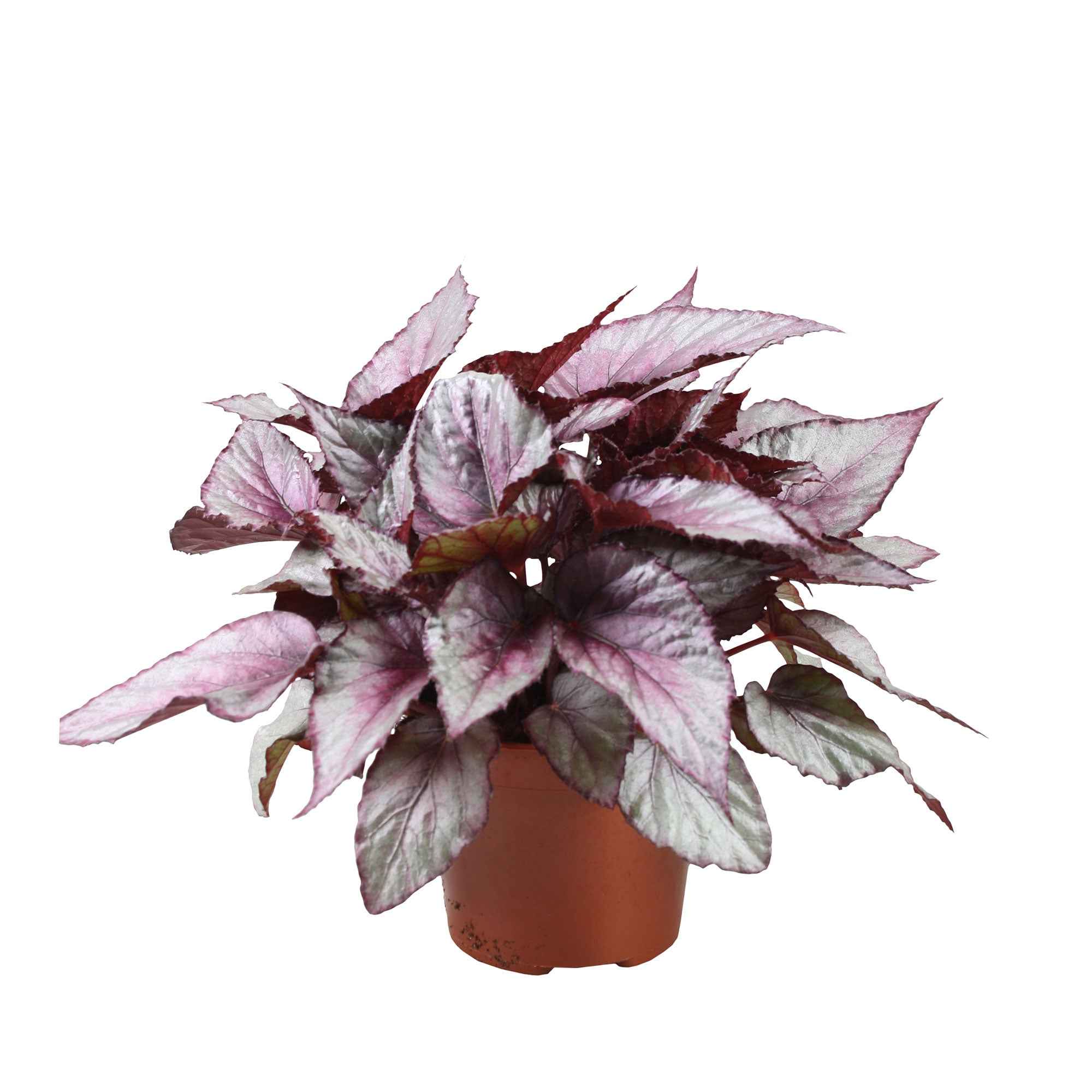 Miniature 1