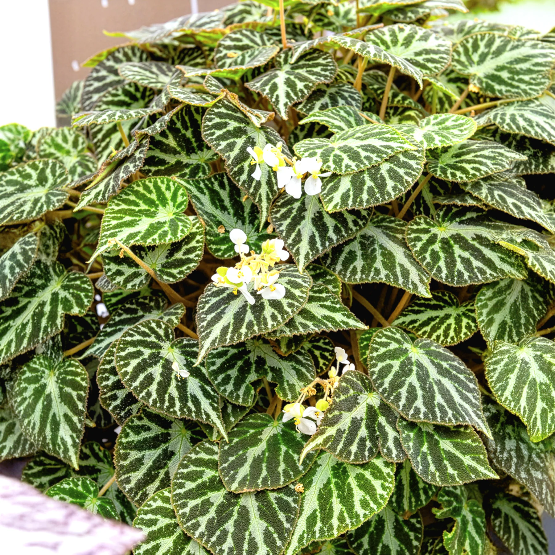 Miniature 2