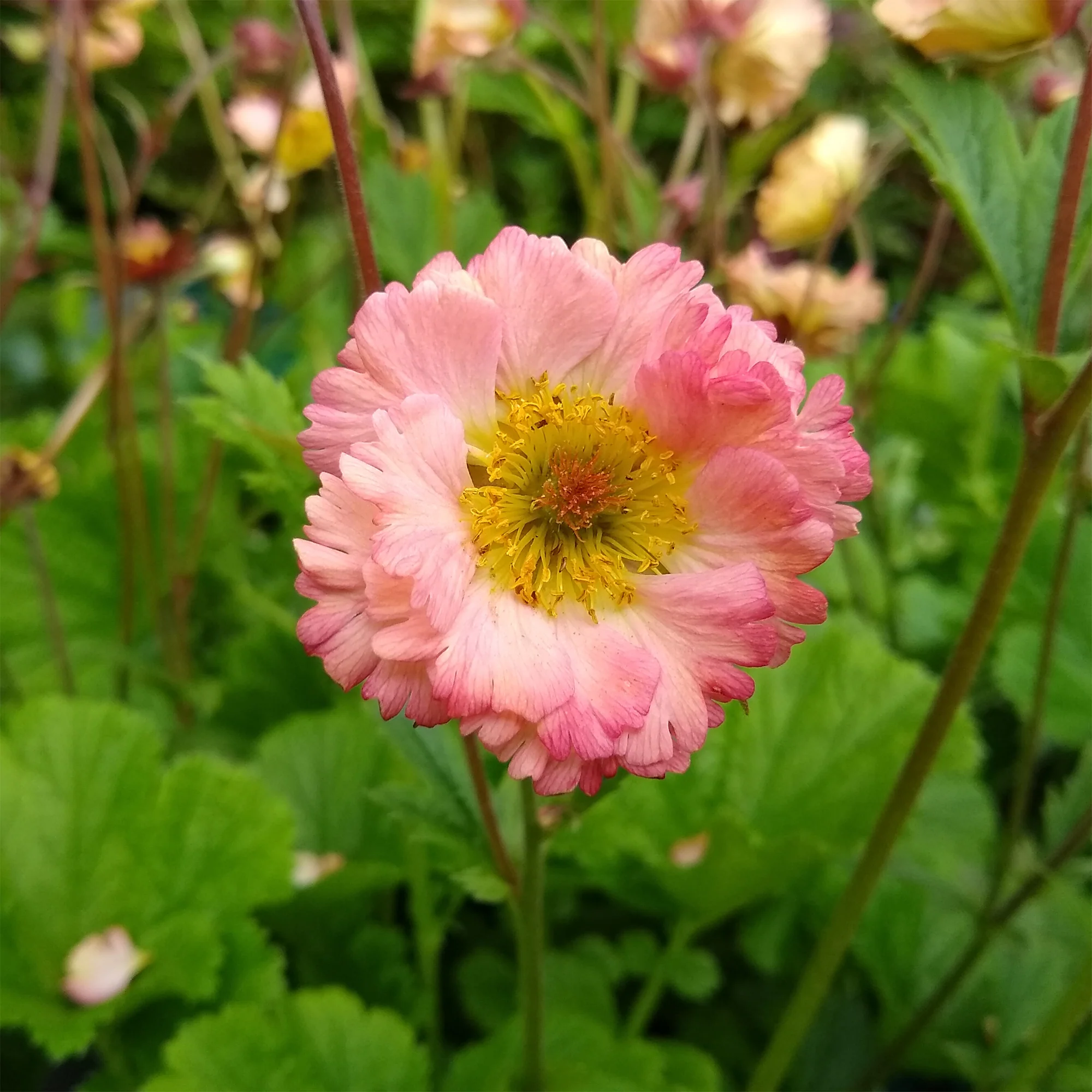Miniature 1