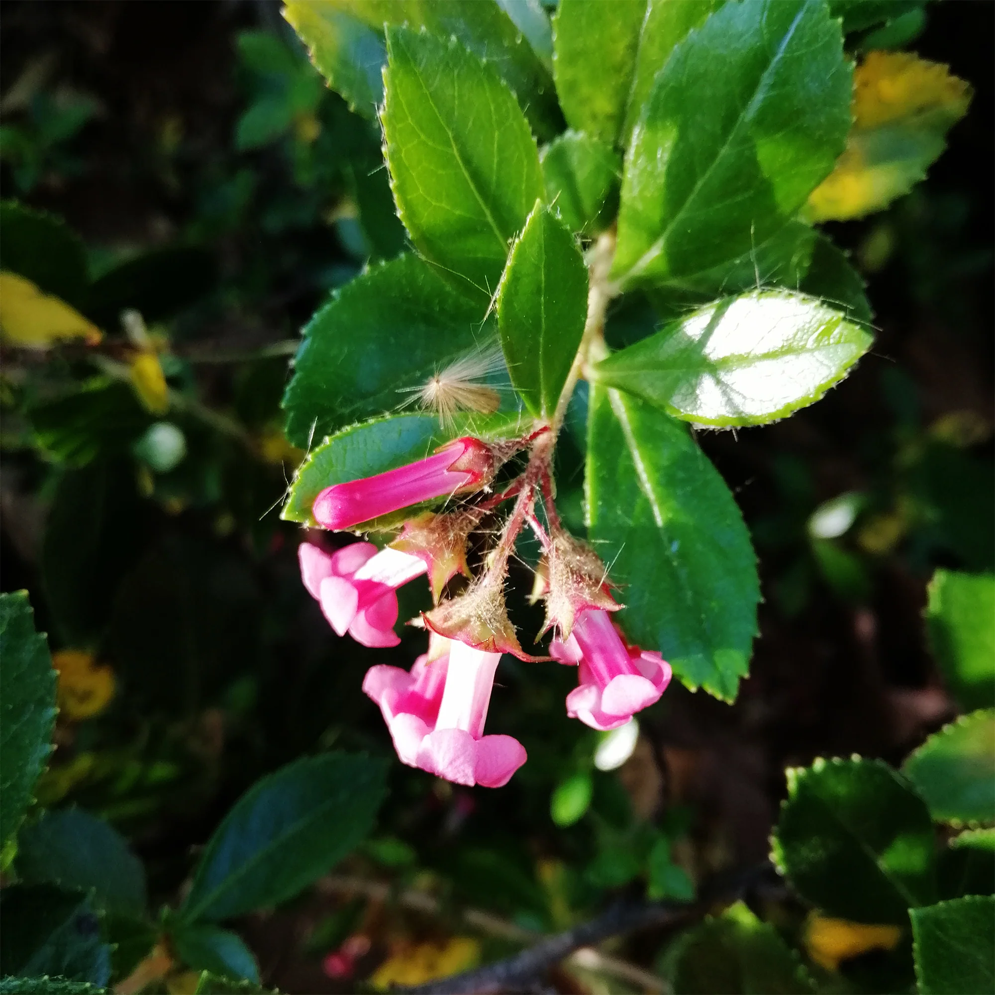 Miniature 2