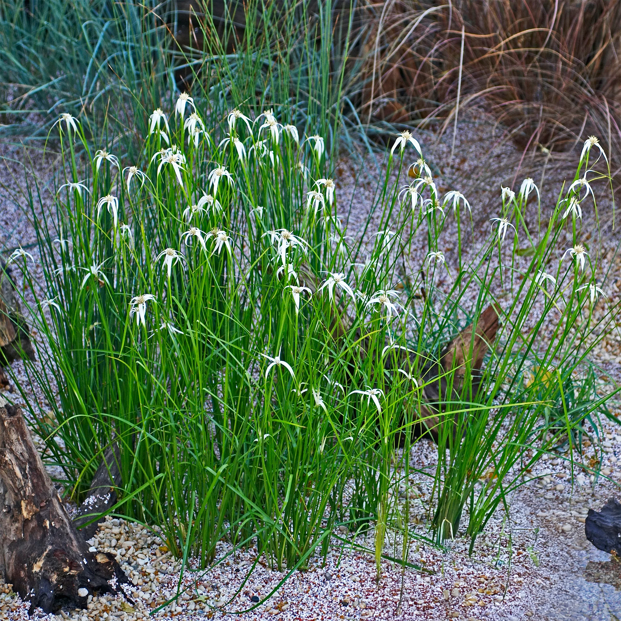Miniature 2