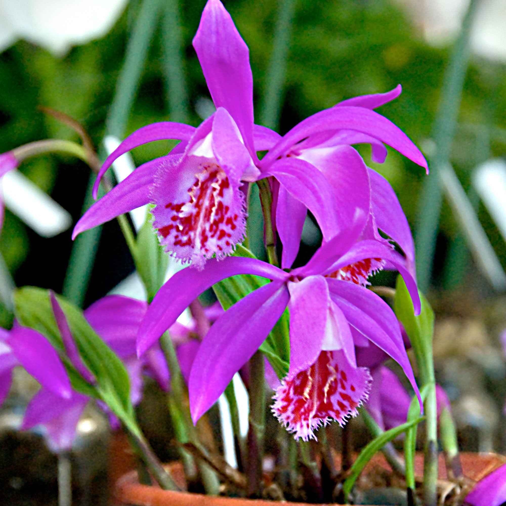 Miniature 2