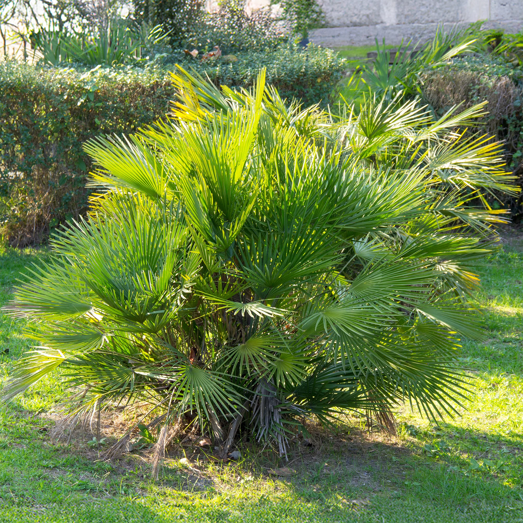 Image du produit 2