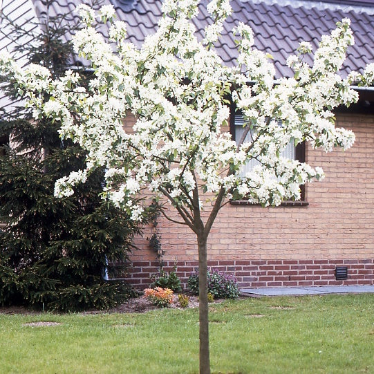 Image du produit 4